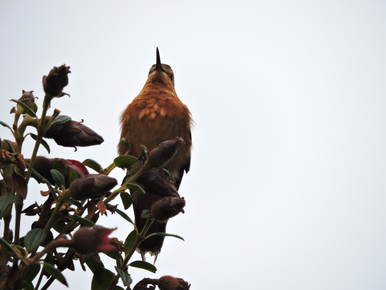 hummingbird  wings  colors free photo