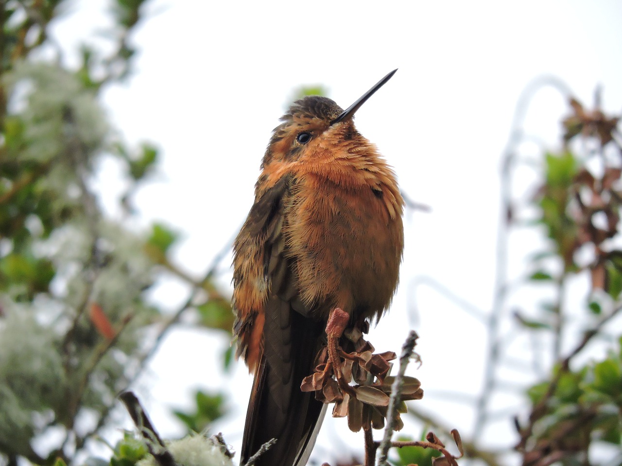 hummingbird  wings  colors free photo