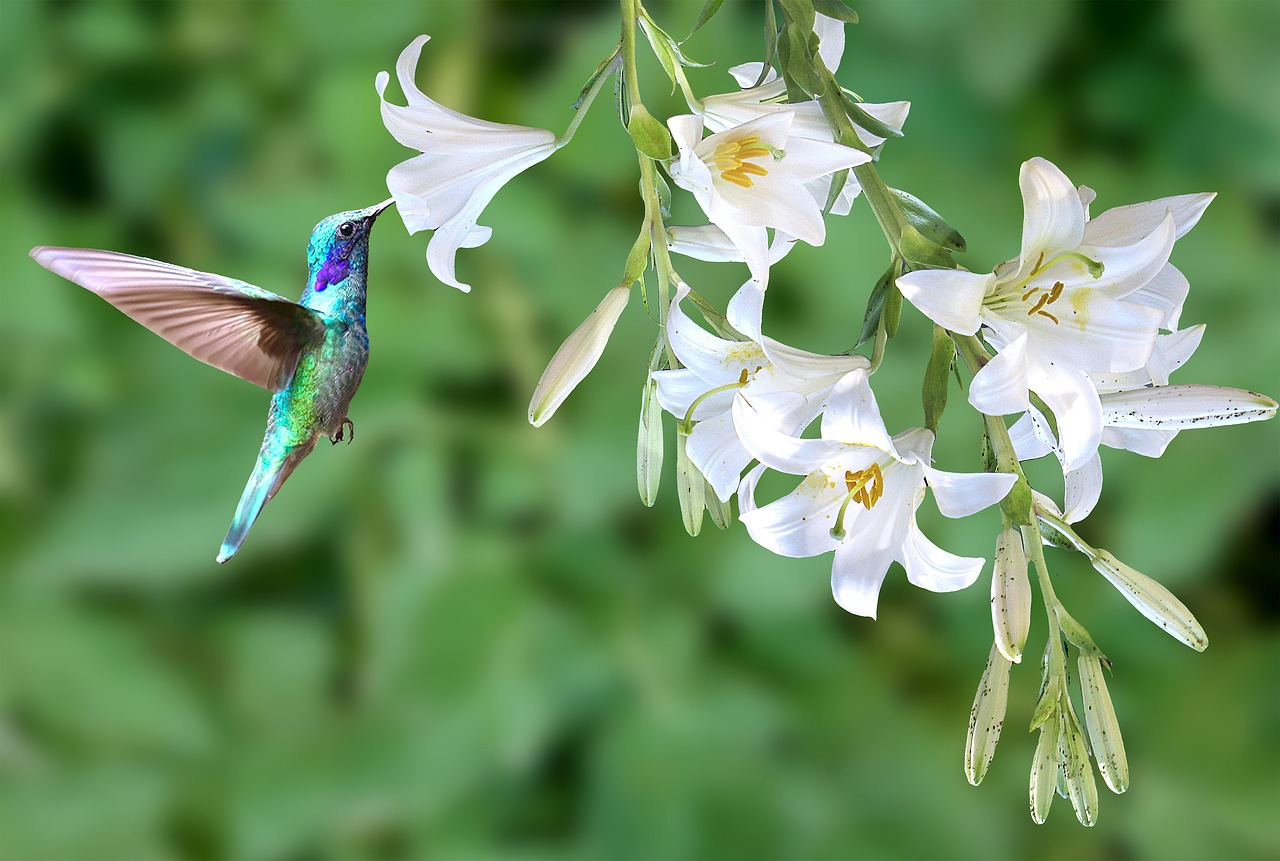 hummingbird  bird  spring free photo
