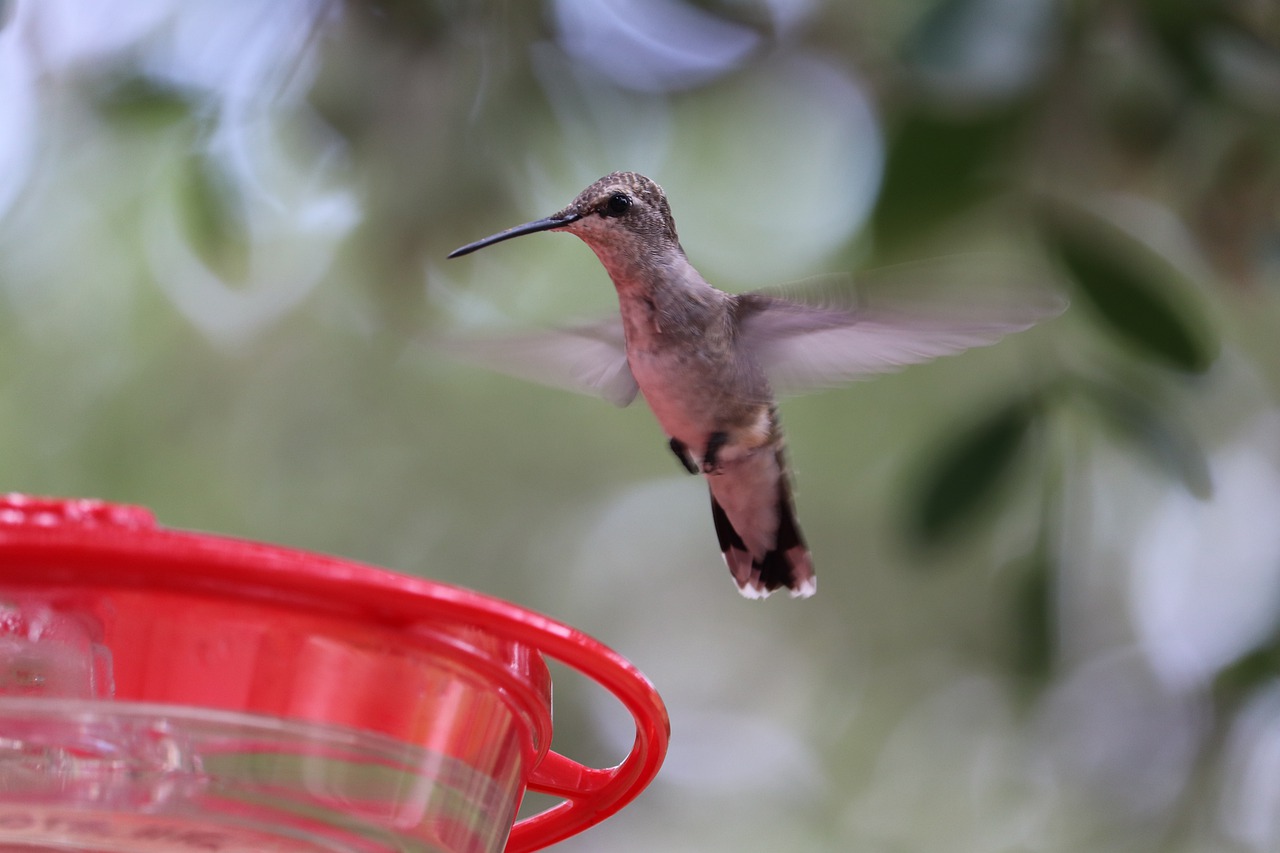 hummingbird  closeup  wildlife free photo