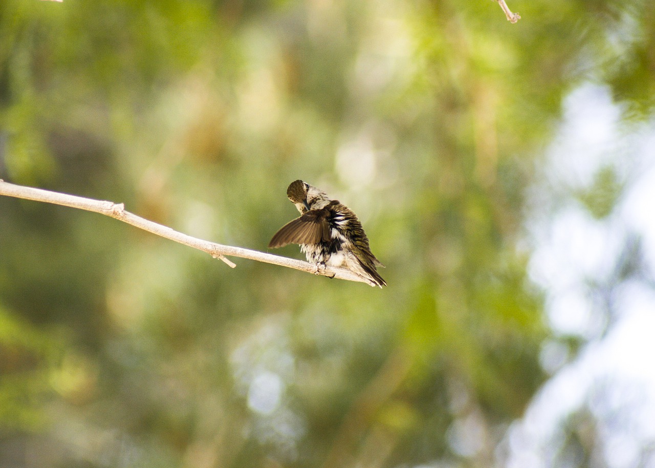 hummingbird  wings  feathers free photo