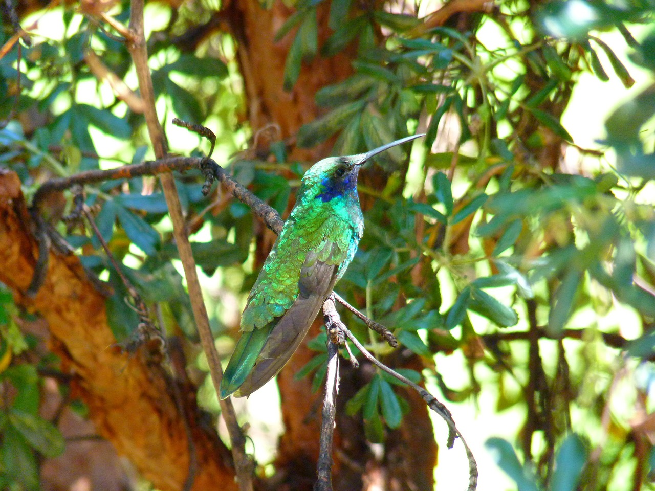hummingbird trochilidae bird free photo
