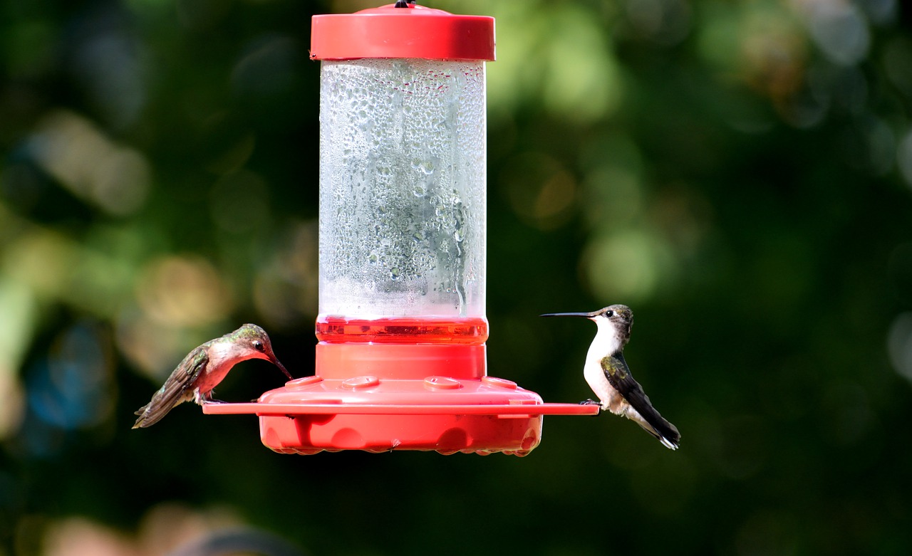 hummingbird  bird  avian free photo