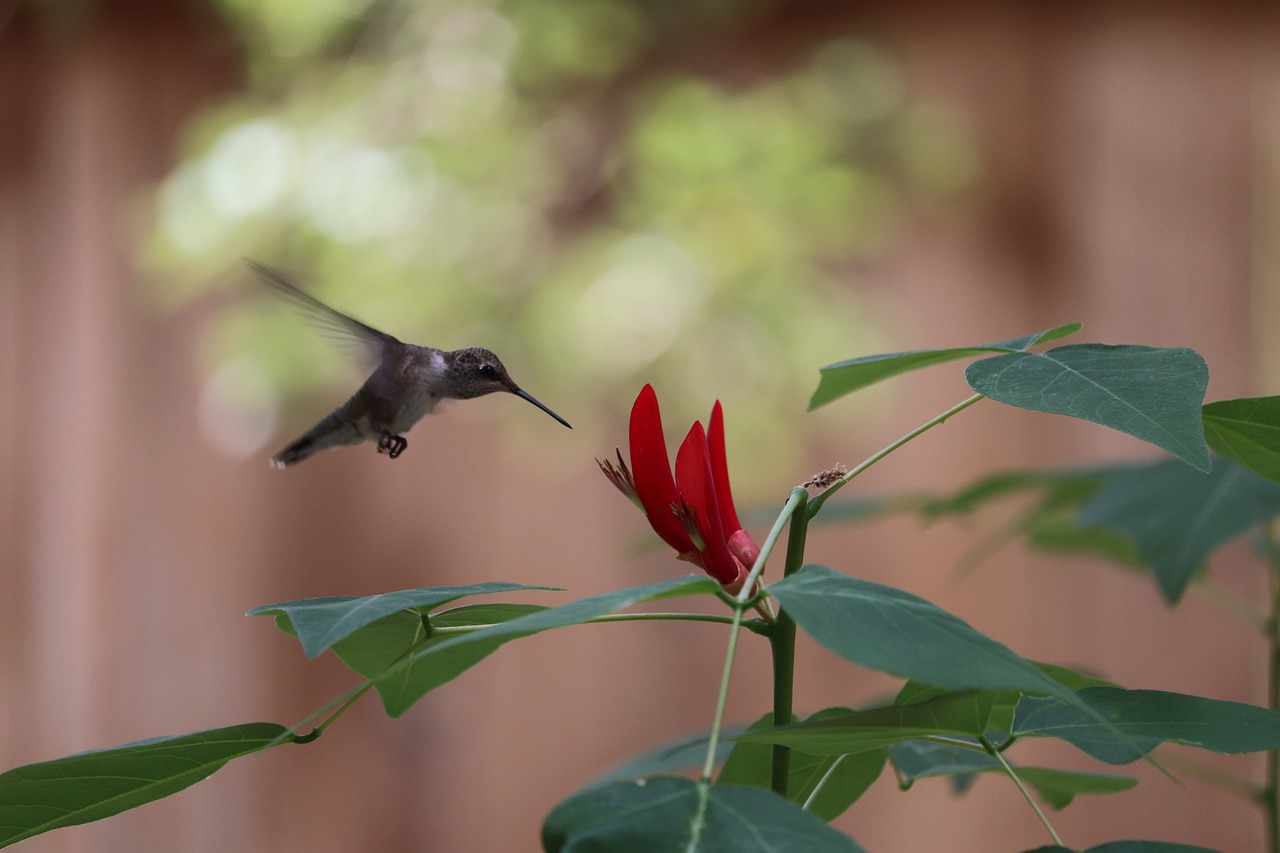 hummingbird  bird  red flower free photo