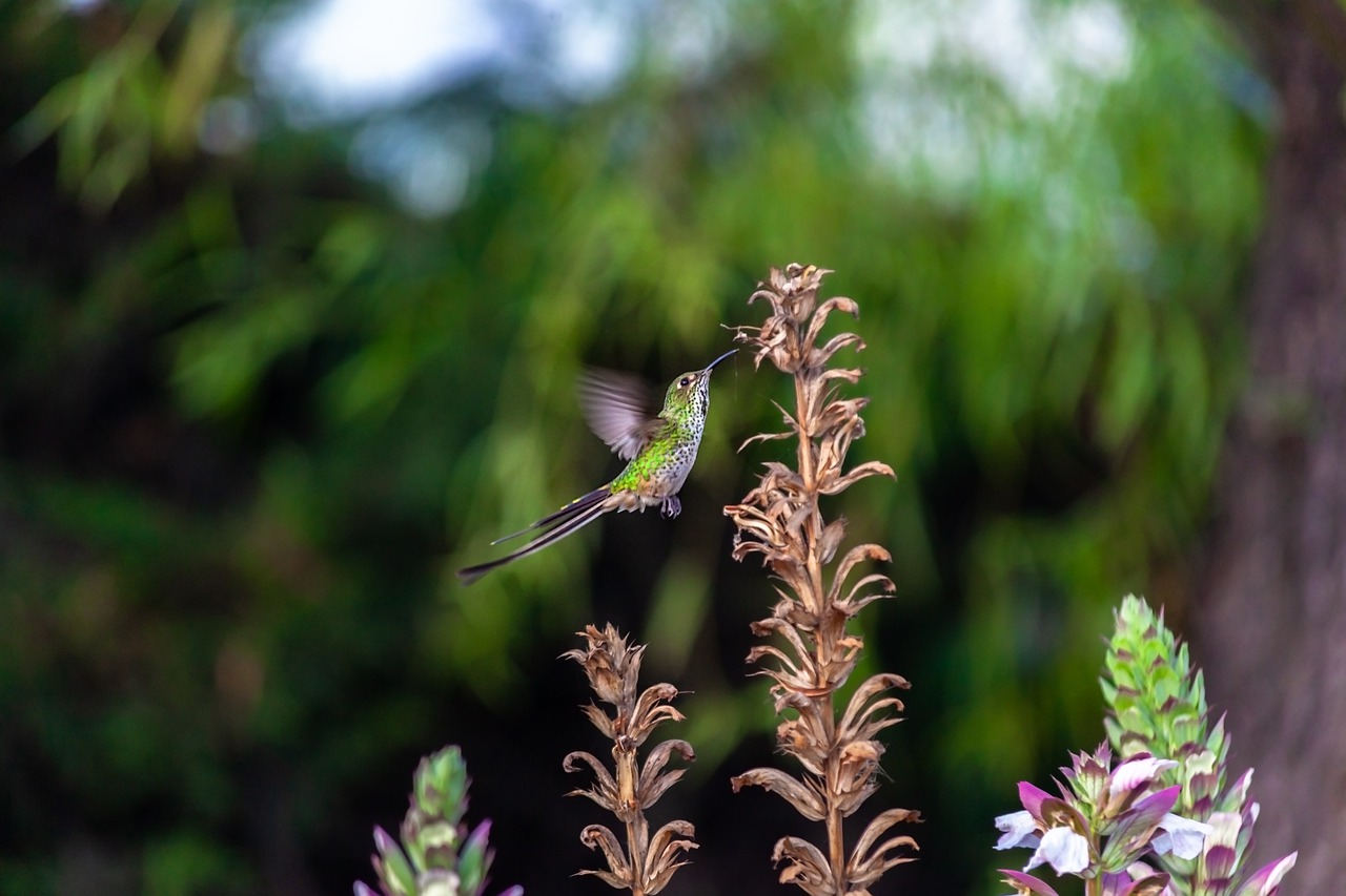 hummingbird  ave  wings free photo