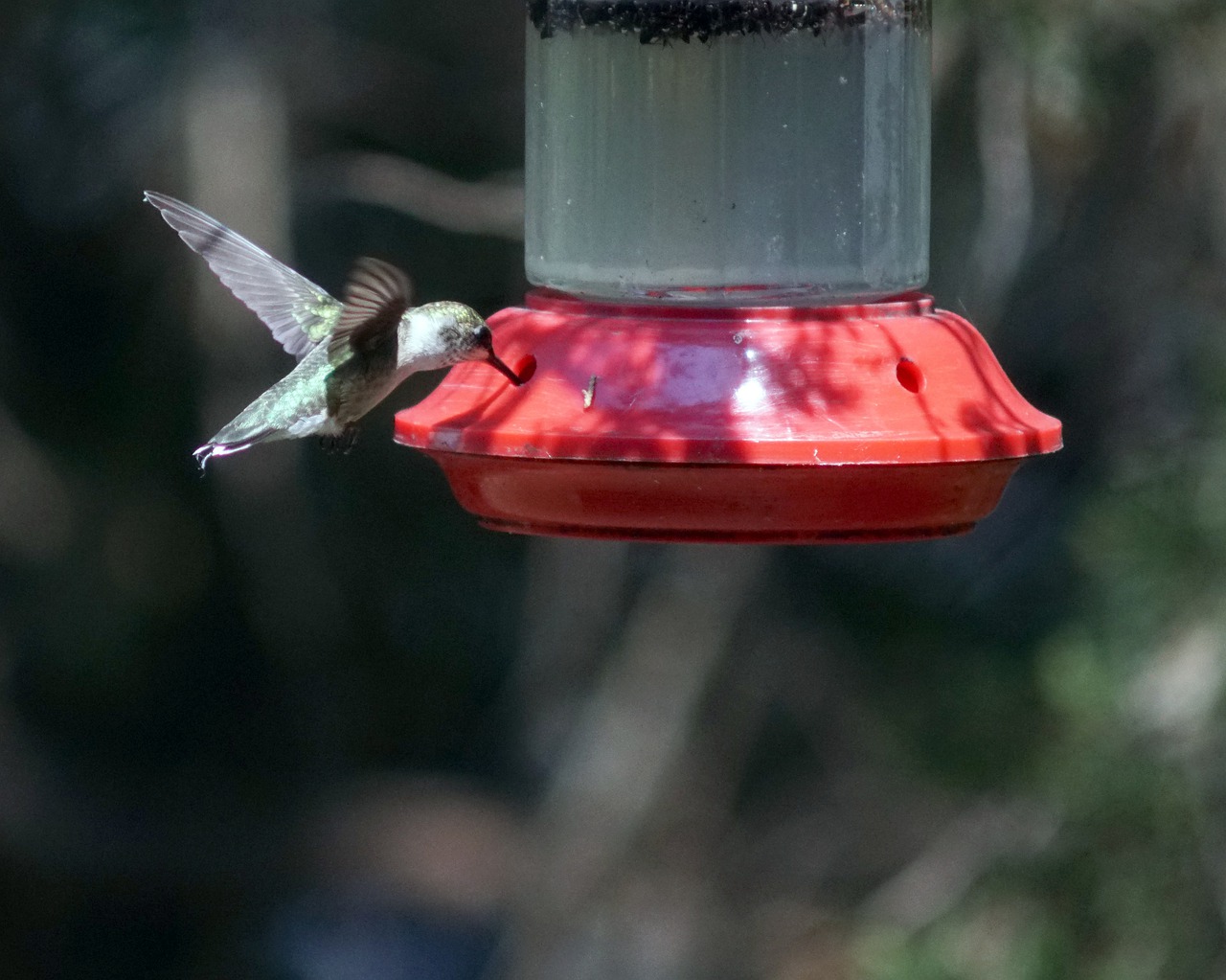 hummingbird  hummingbird feeder  bird free photo