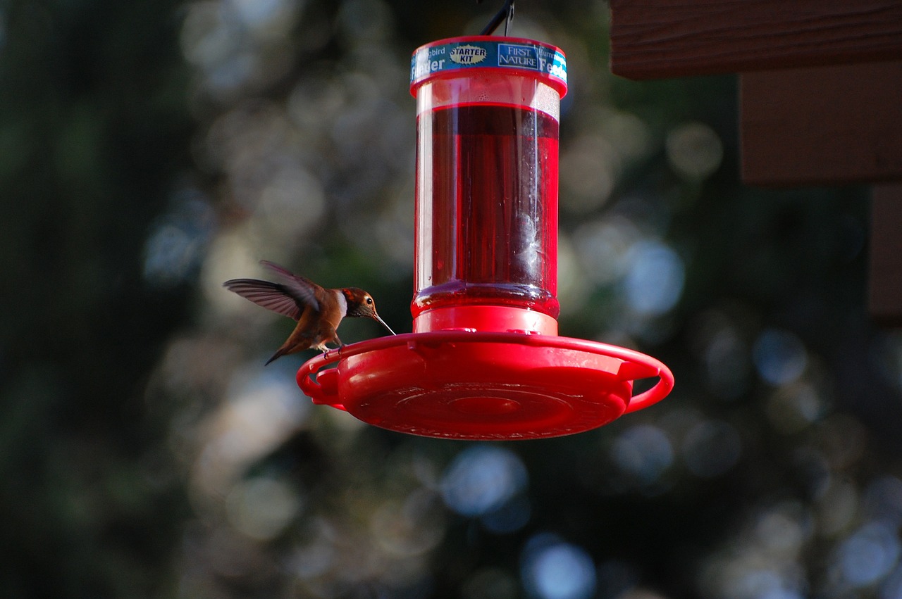hummingbird nectar nature free photo