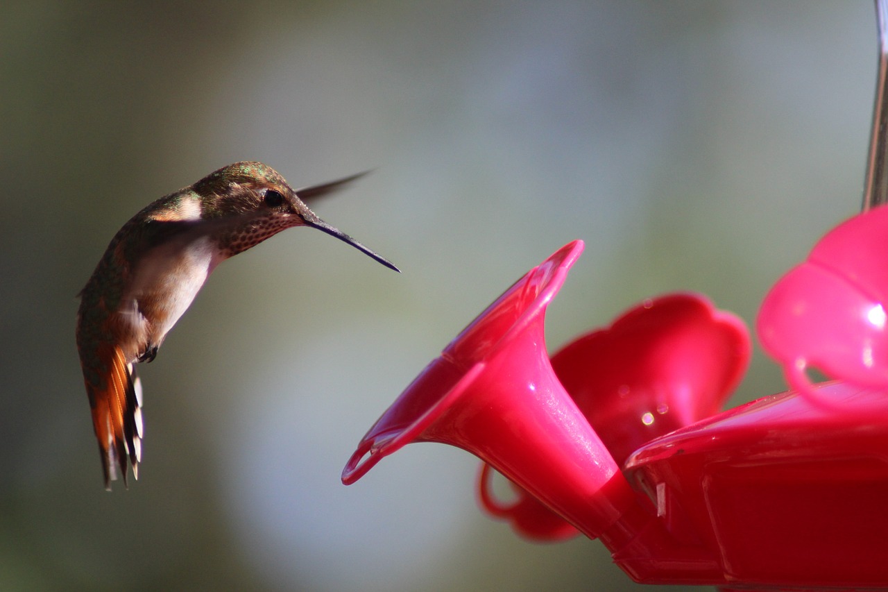 hummingbird bird feeding free photo