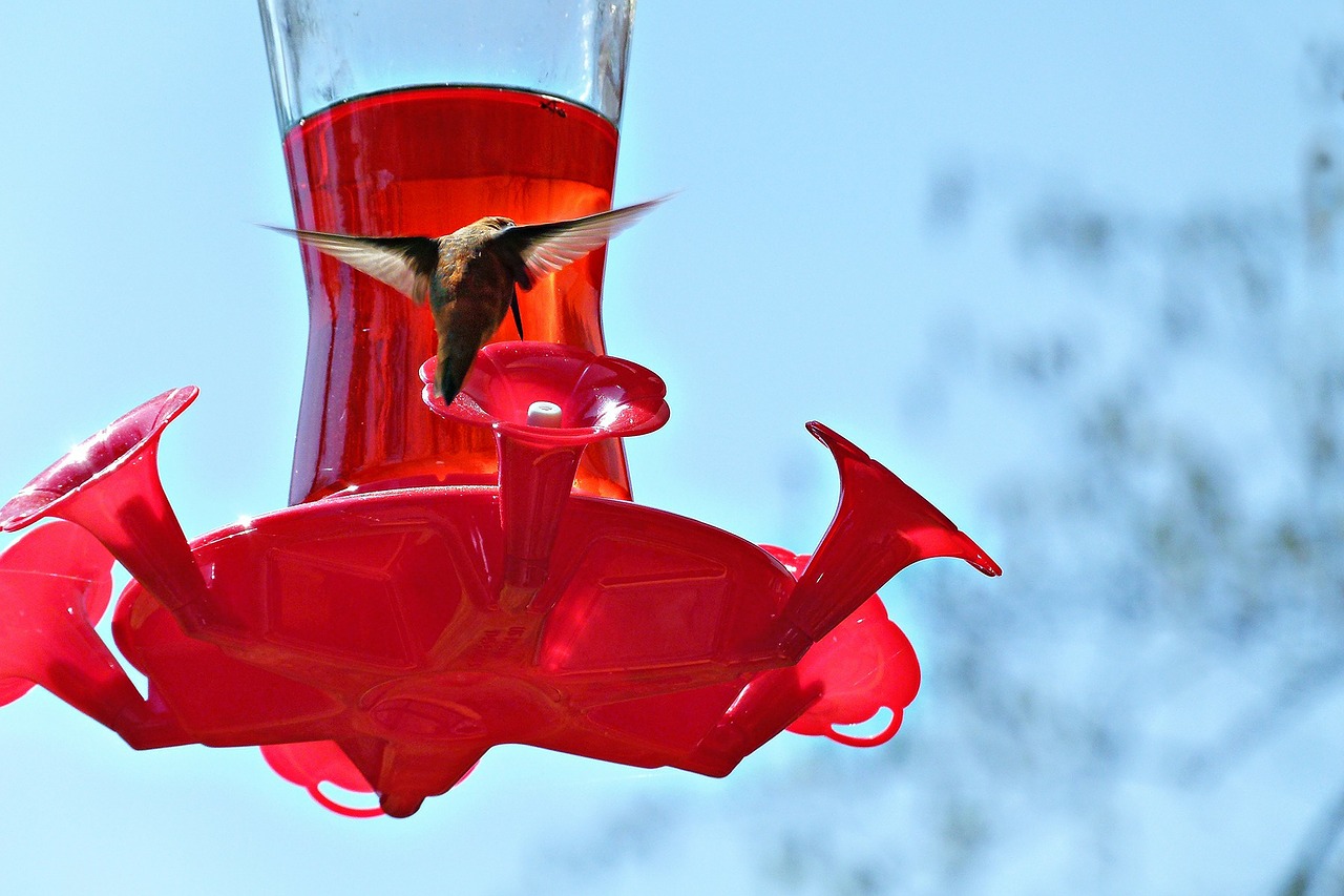 hummingbird bird feeder free photo
