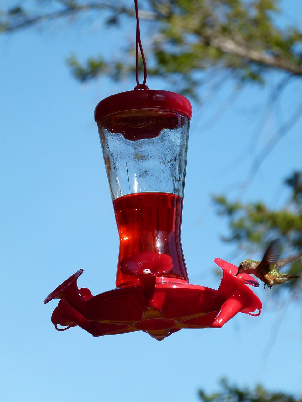 hummingbird feeding station bird free photo