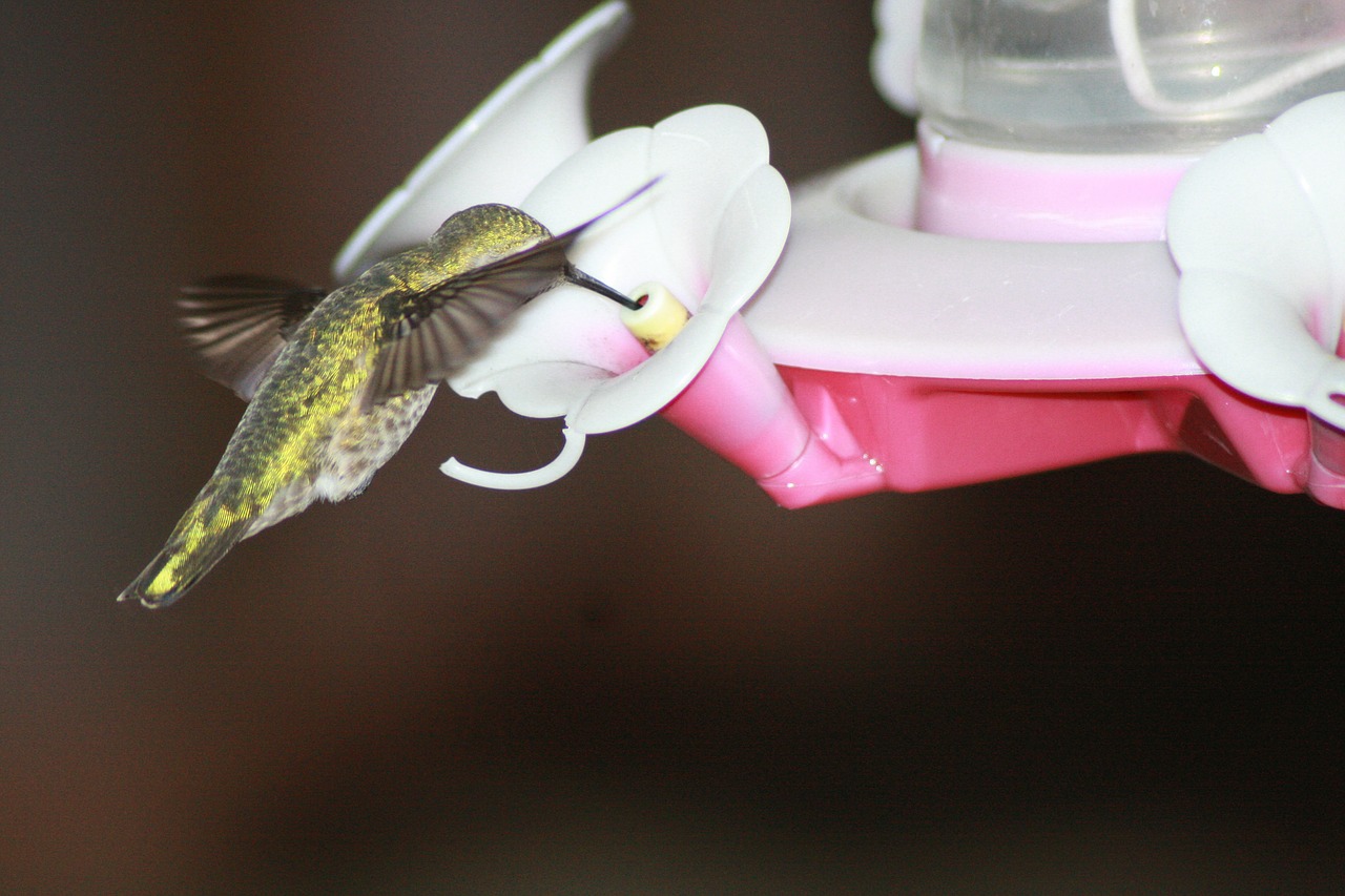 hummingbird feeding hovering free photo