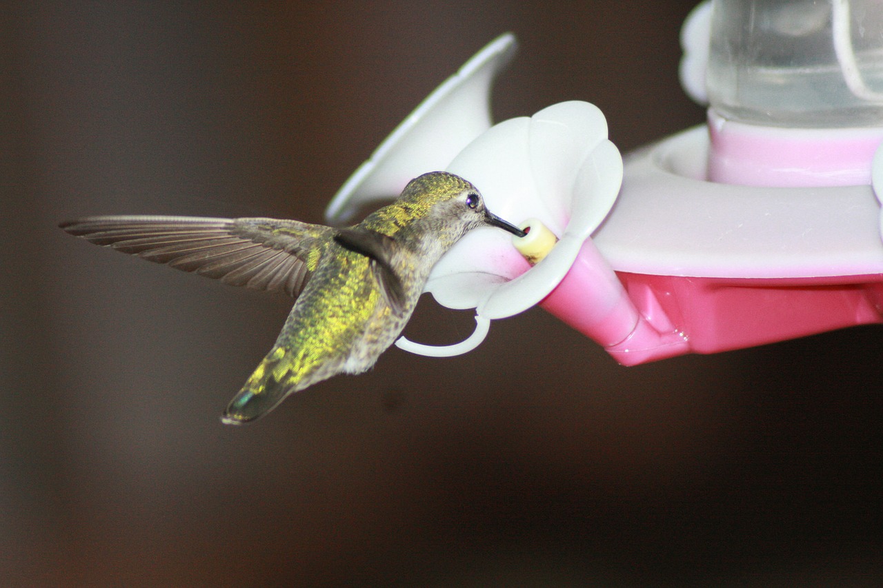 hummingbird feeding hovering free photo