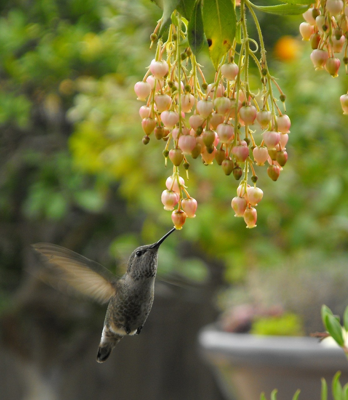 hummingbird feeding nectar free photo