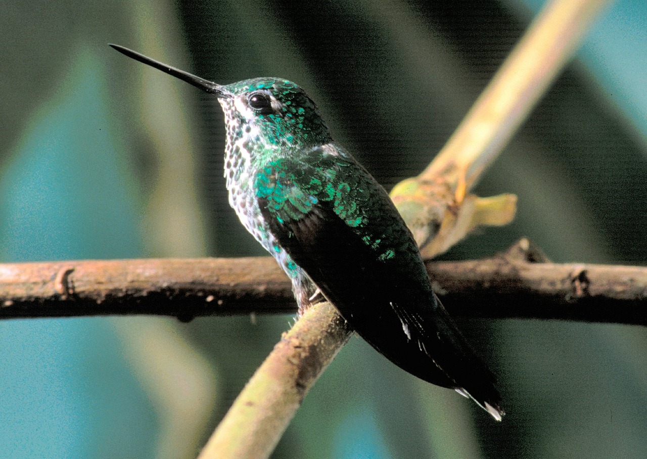 hummingbird bird perched free photo