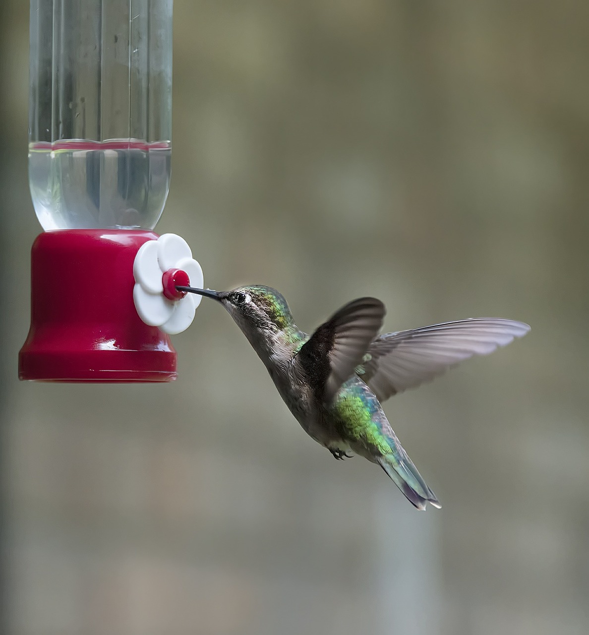 hummingbird bird wing free photo