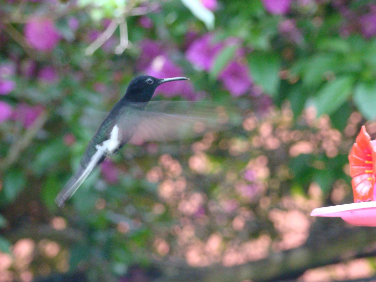 hummingbird paige flight of beija flor free photo