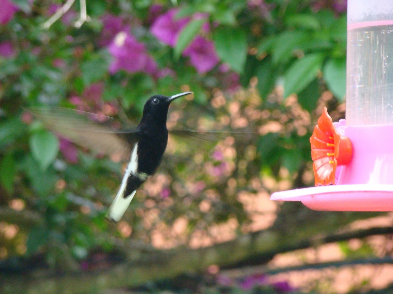 hummingbird bird flying free photo