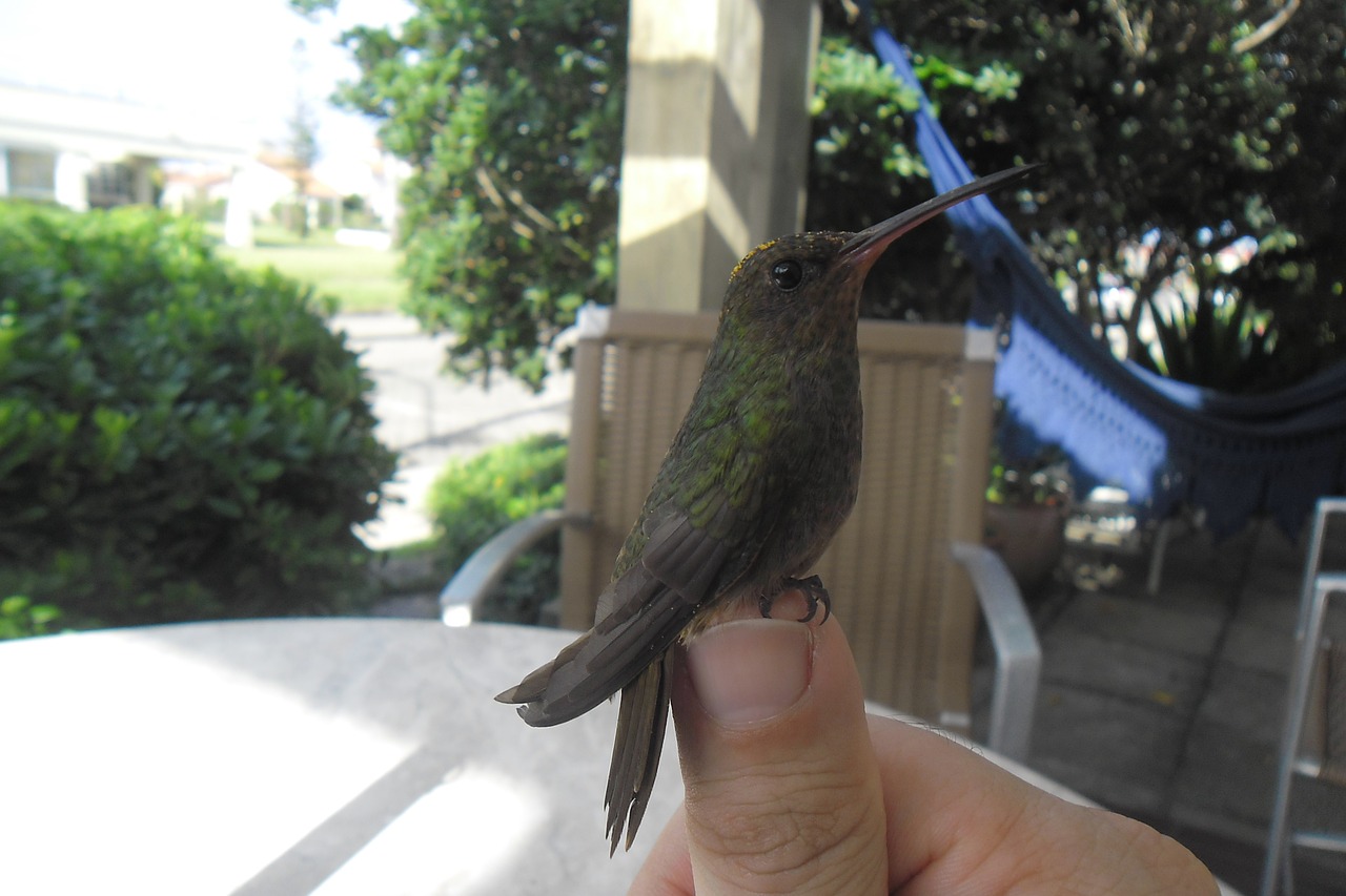 hummingbird hands summer free photo