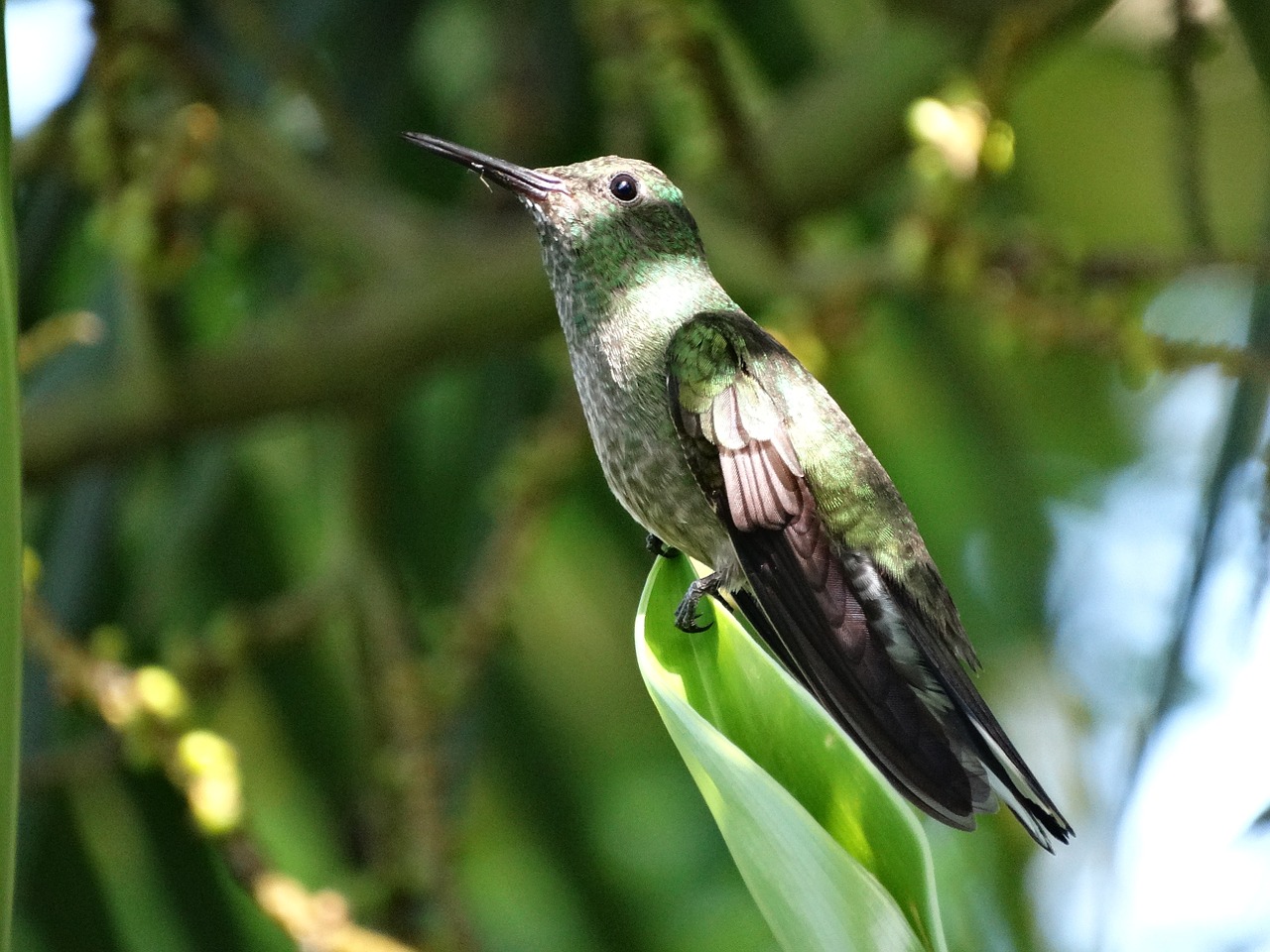 hummingbird tropical bird free photo