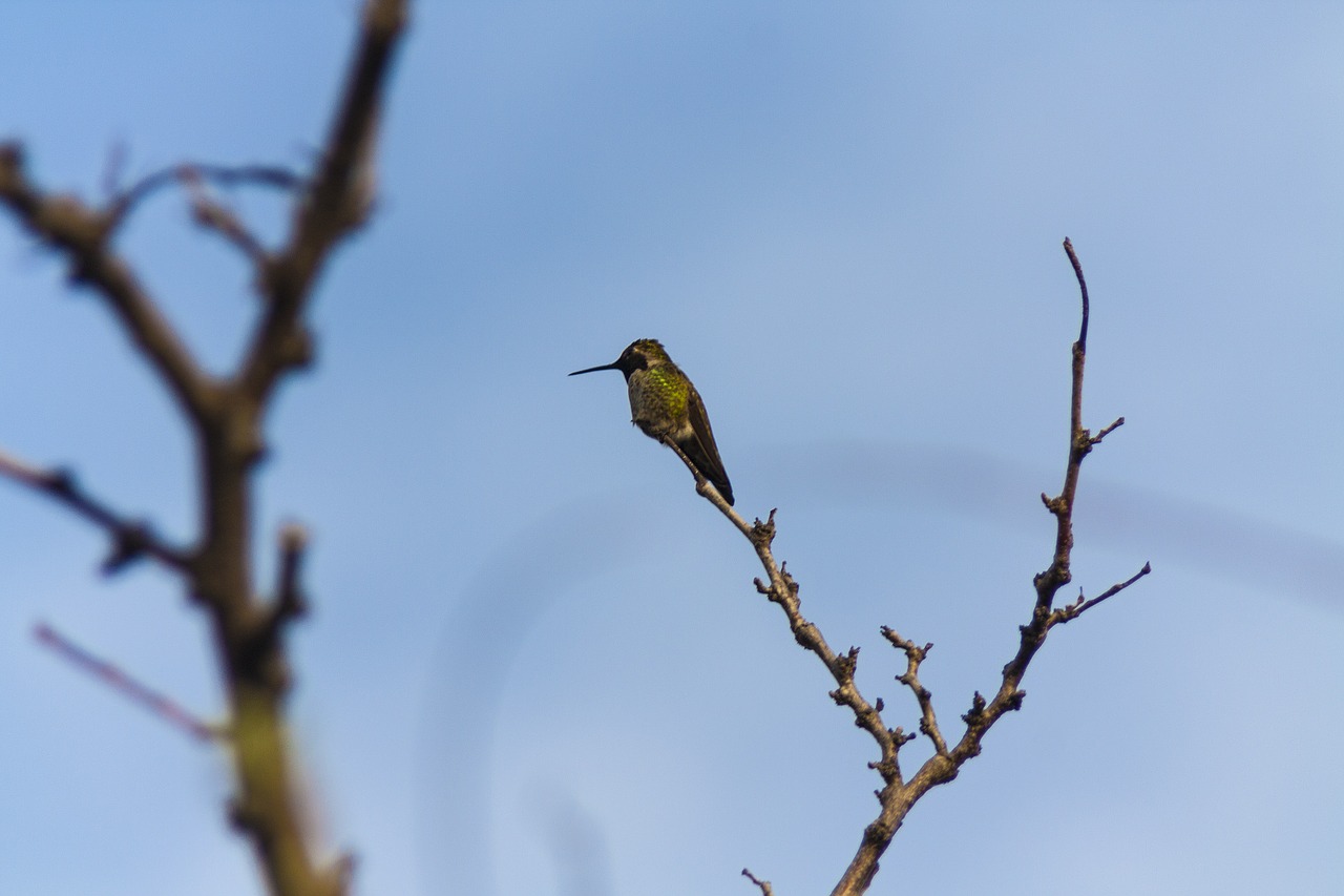 hummingbird bird nature free photo