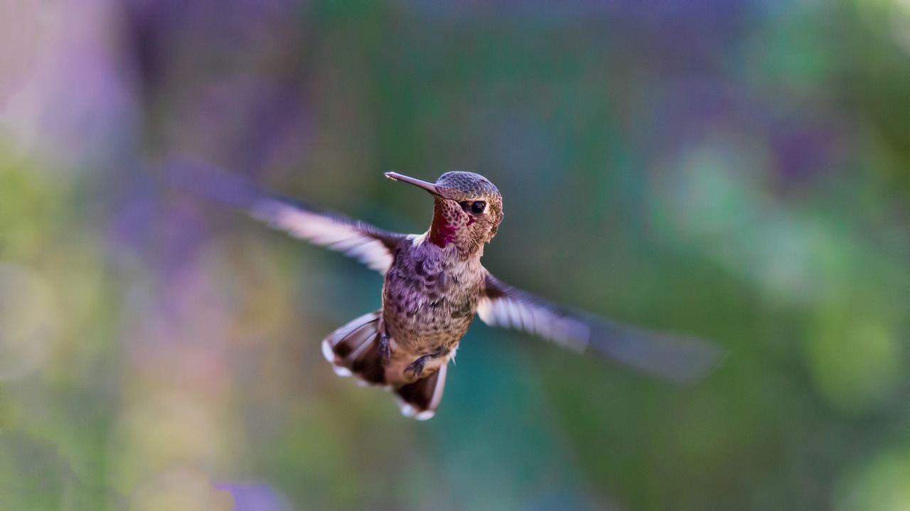 hummingbird flying bird free photo