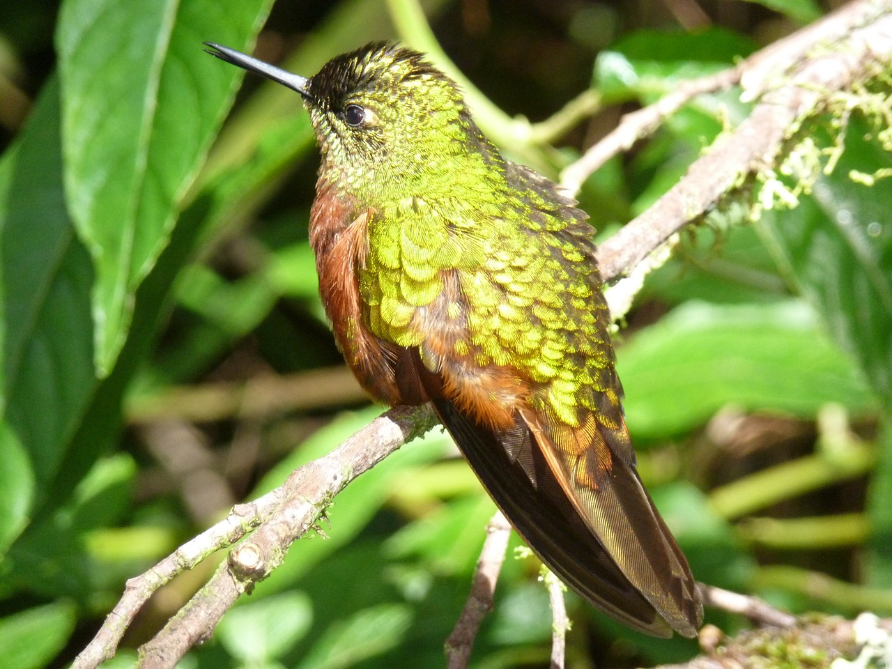 hummingbird feathers iridescent free photo