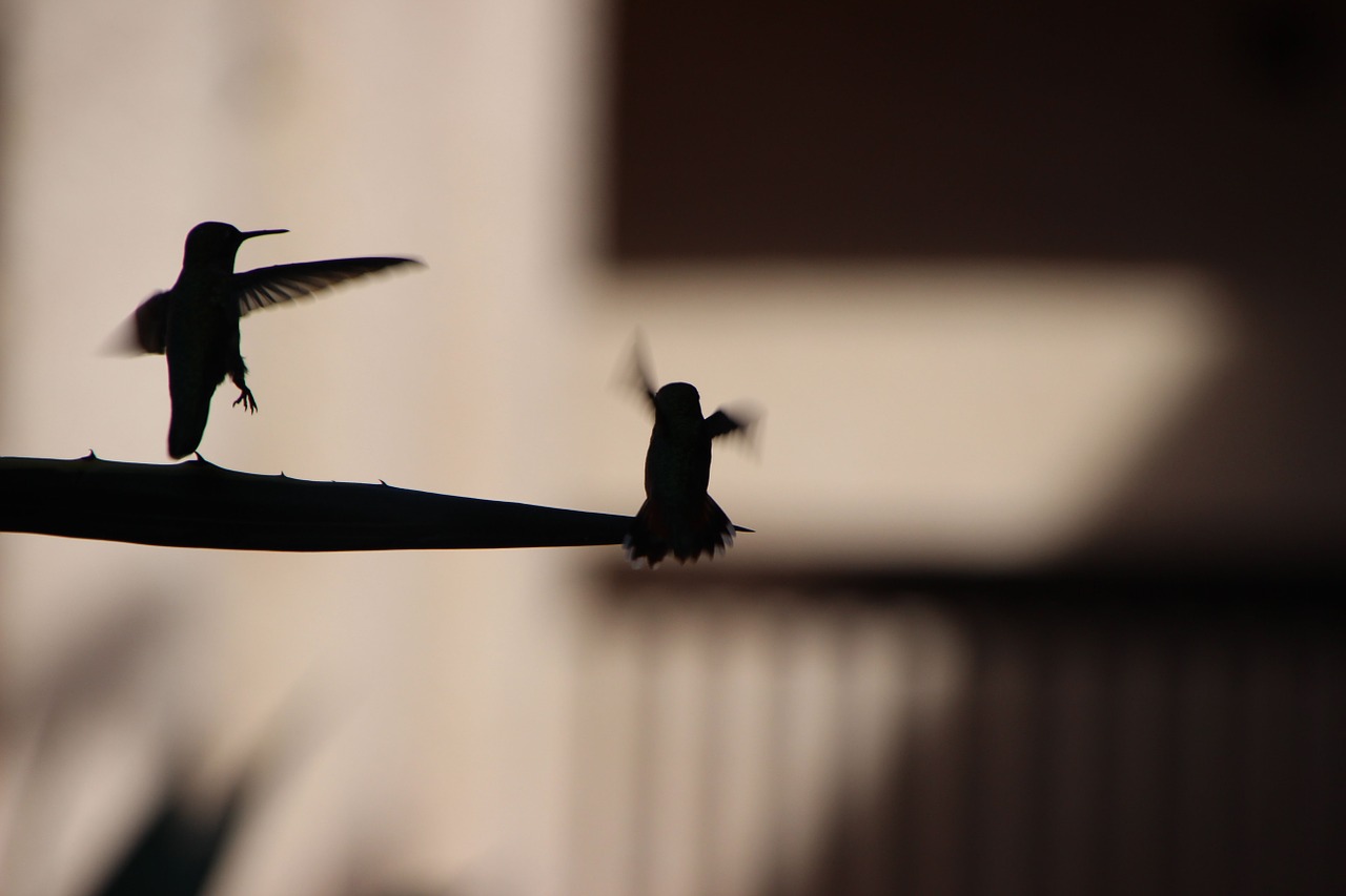 hummingbird silhouette flying free photo