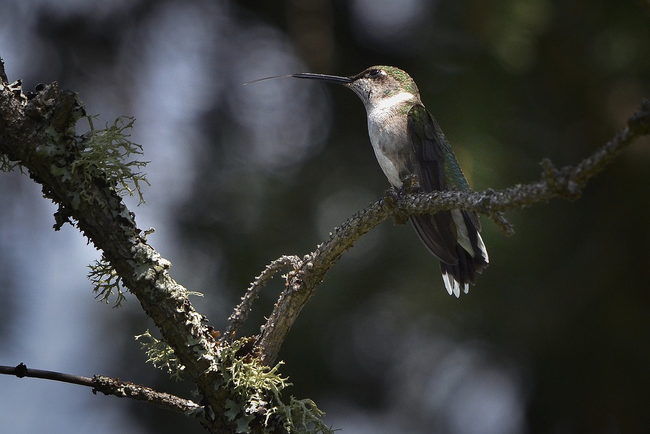 hummingbird bird fly québec free photo