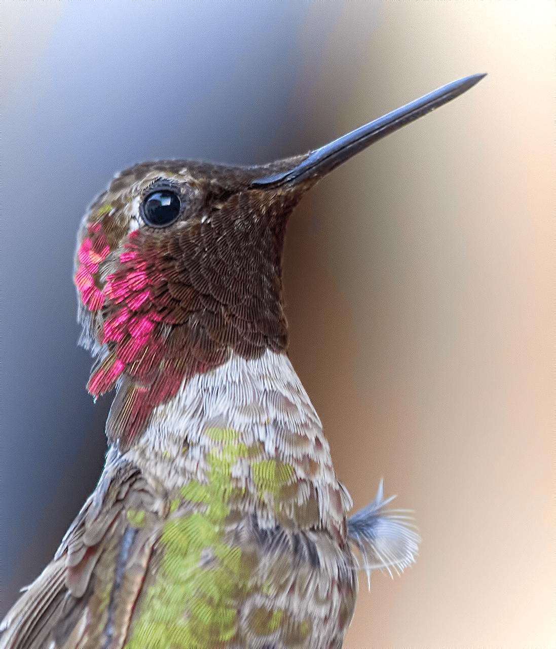hummingbird bird animal free photo