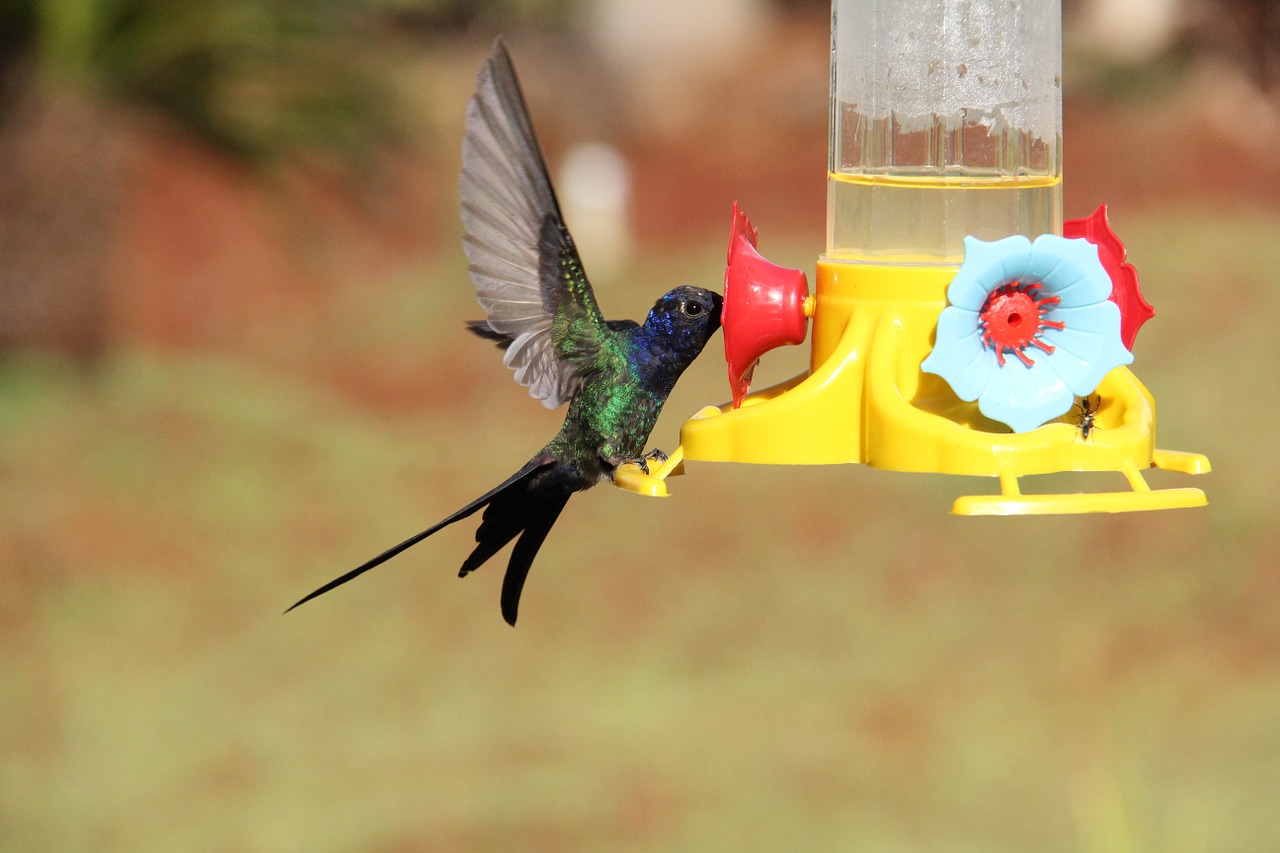 hummingbird colibri bird free photo