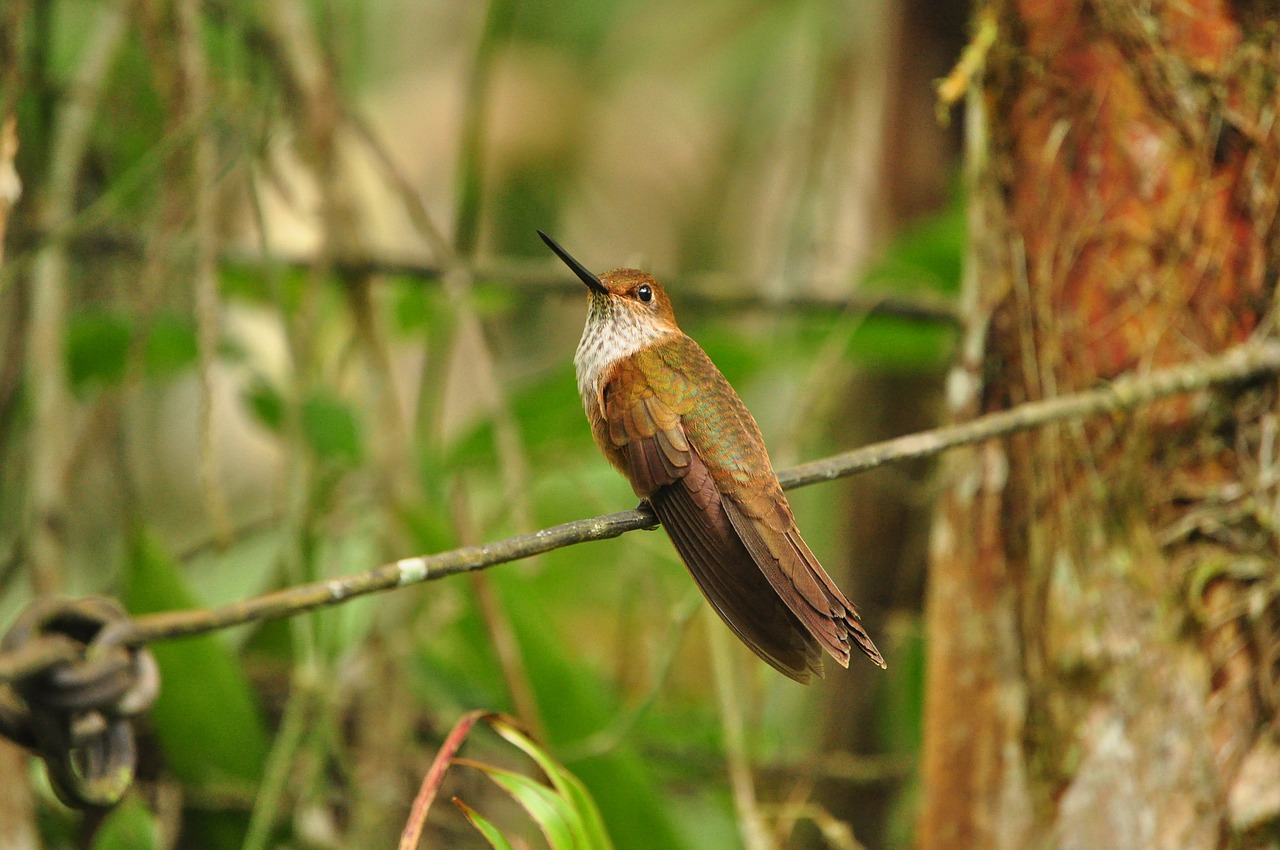 hummingbird ave dapa free photo