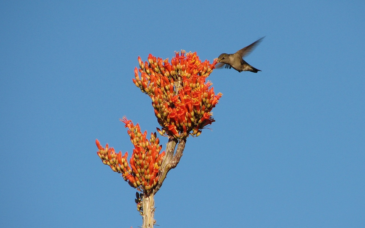 hummingbird bird flower free photo