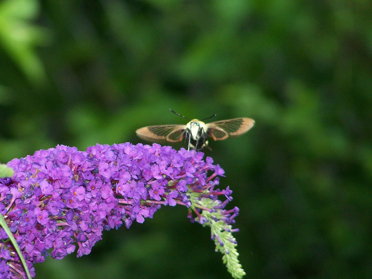 hummingbird moth insect free photo