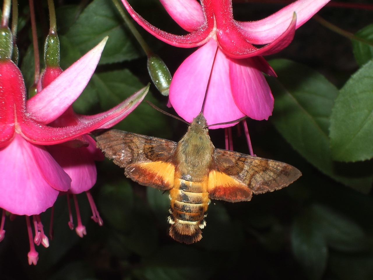 hummingbird hawk-moth fuchsia free photo