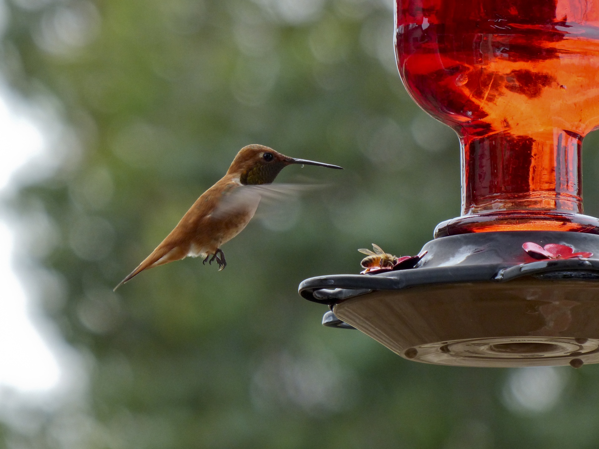 hummingbird bee honey bee free photo