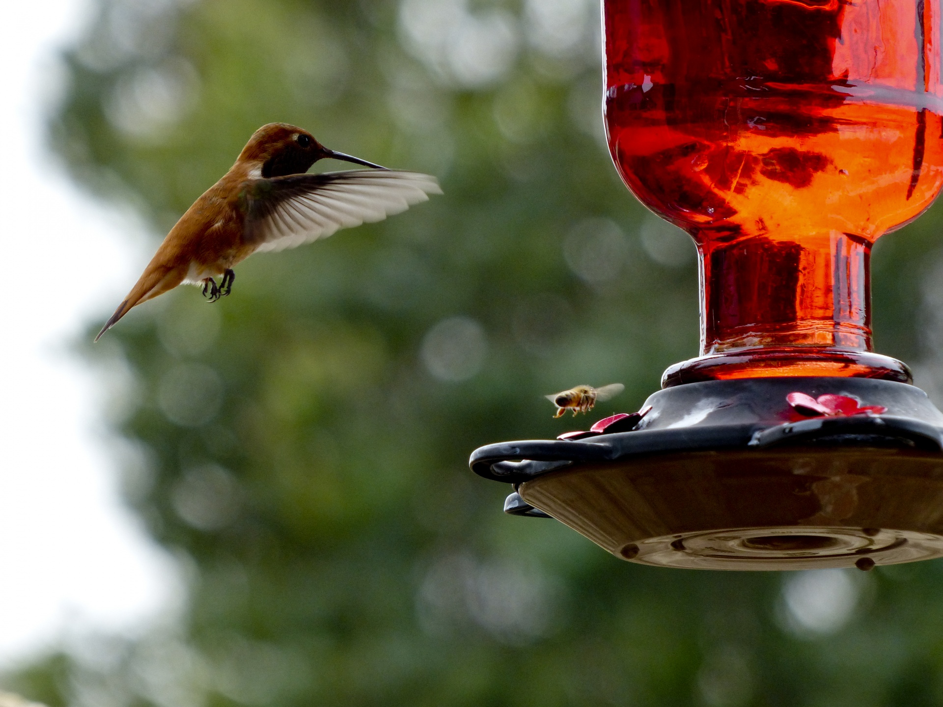 hummingbird honeybee flying free photo
