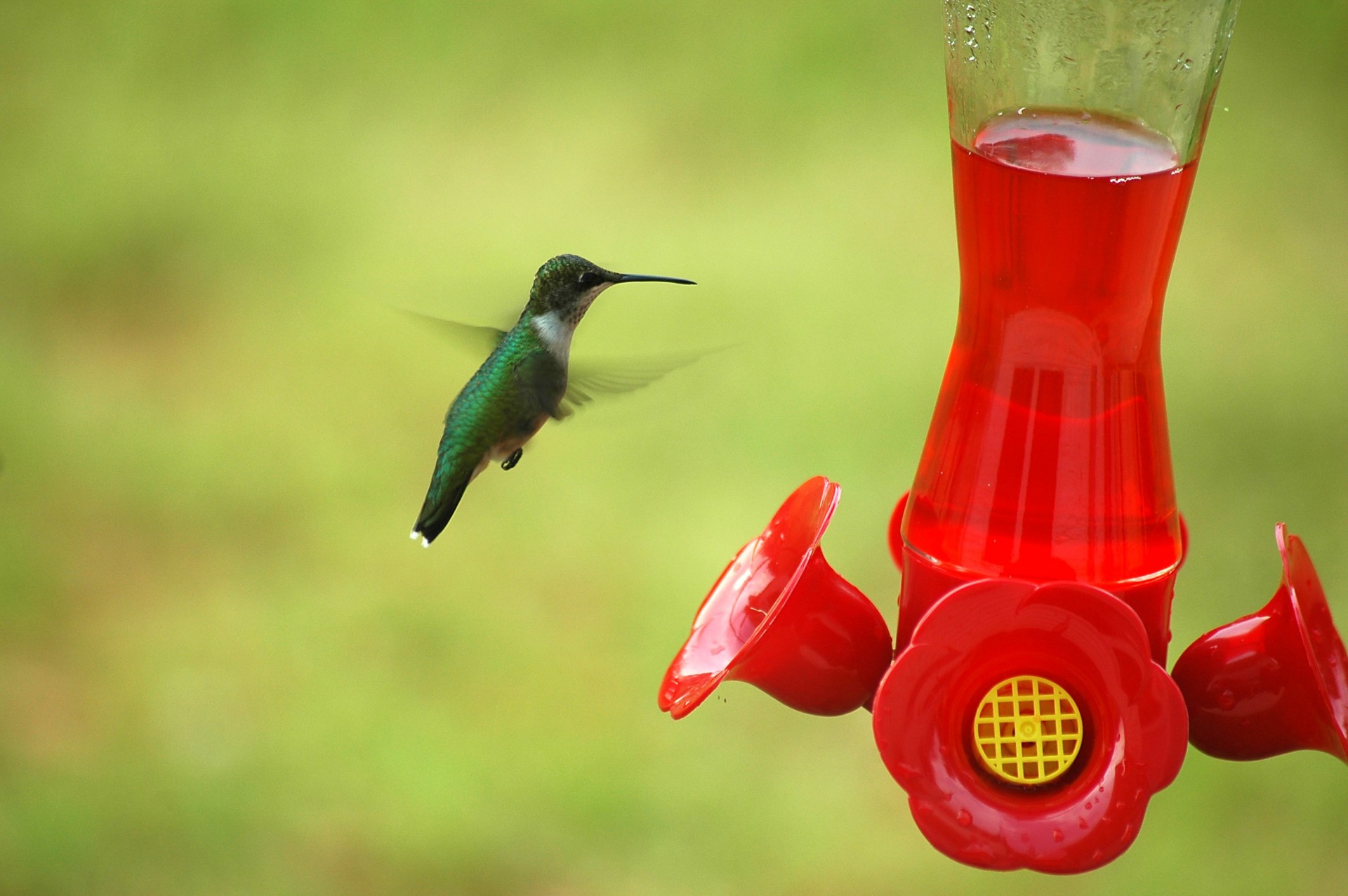 hummingbird bird tiny free photo