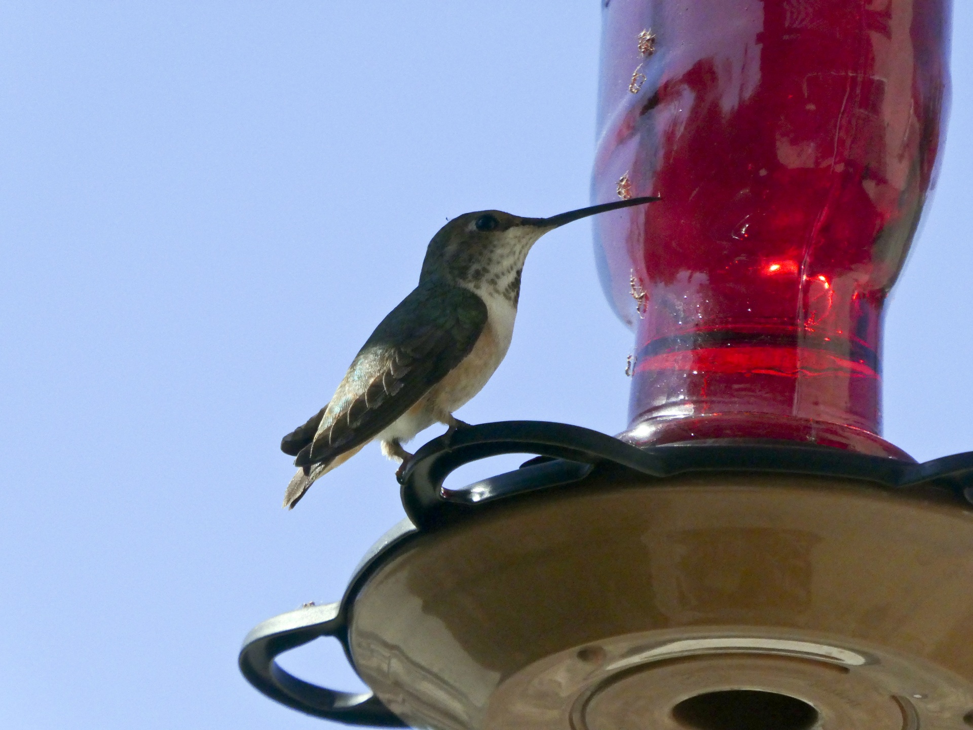 bird birds hummingbird free photo