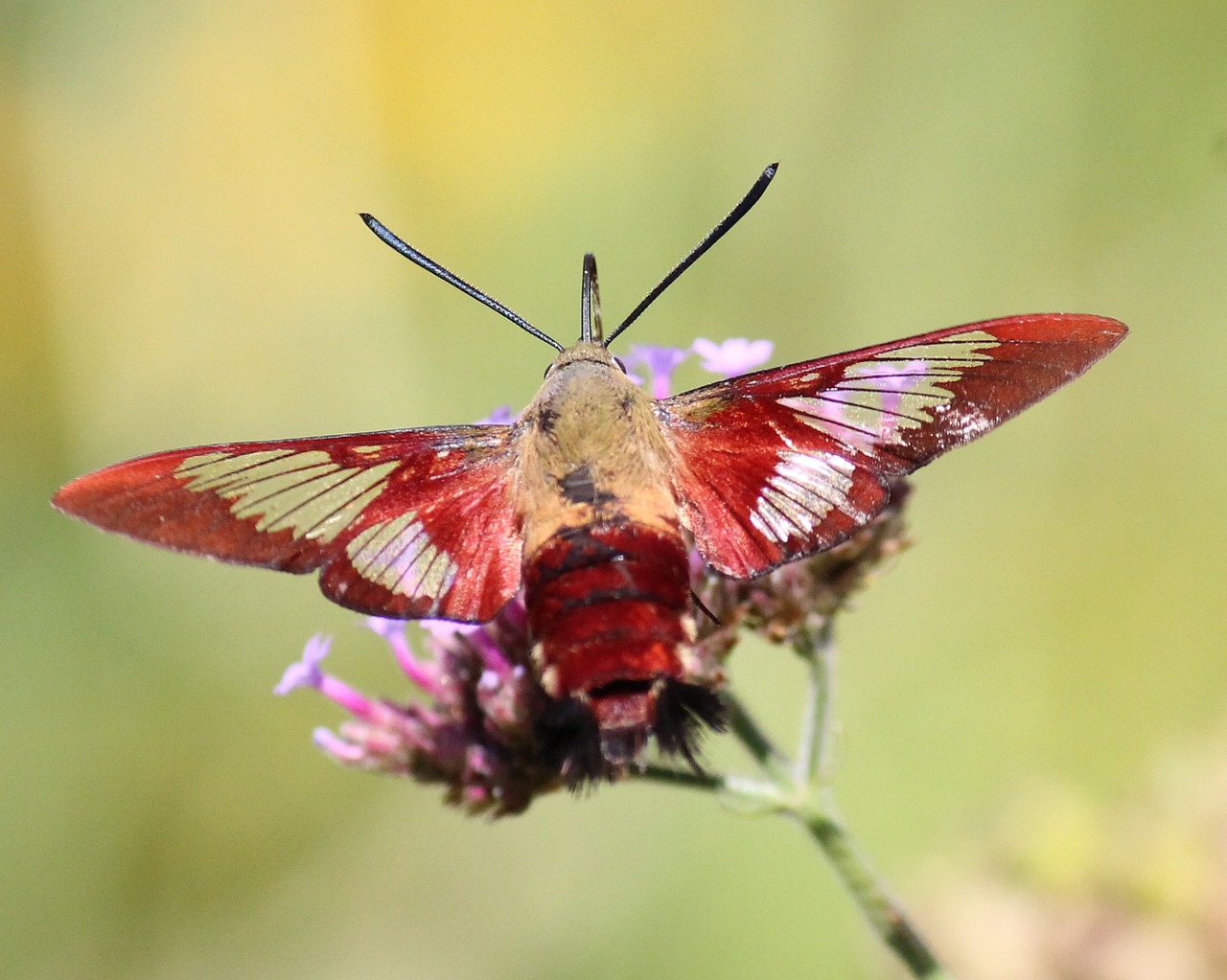 hummingbird clearwing moth insect clearwing free photo