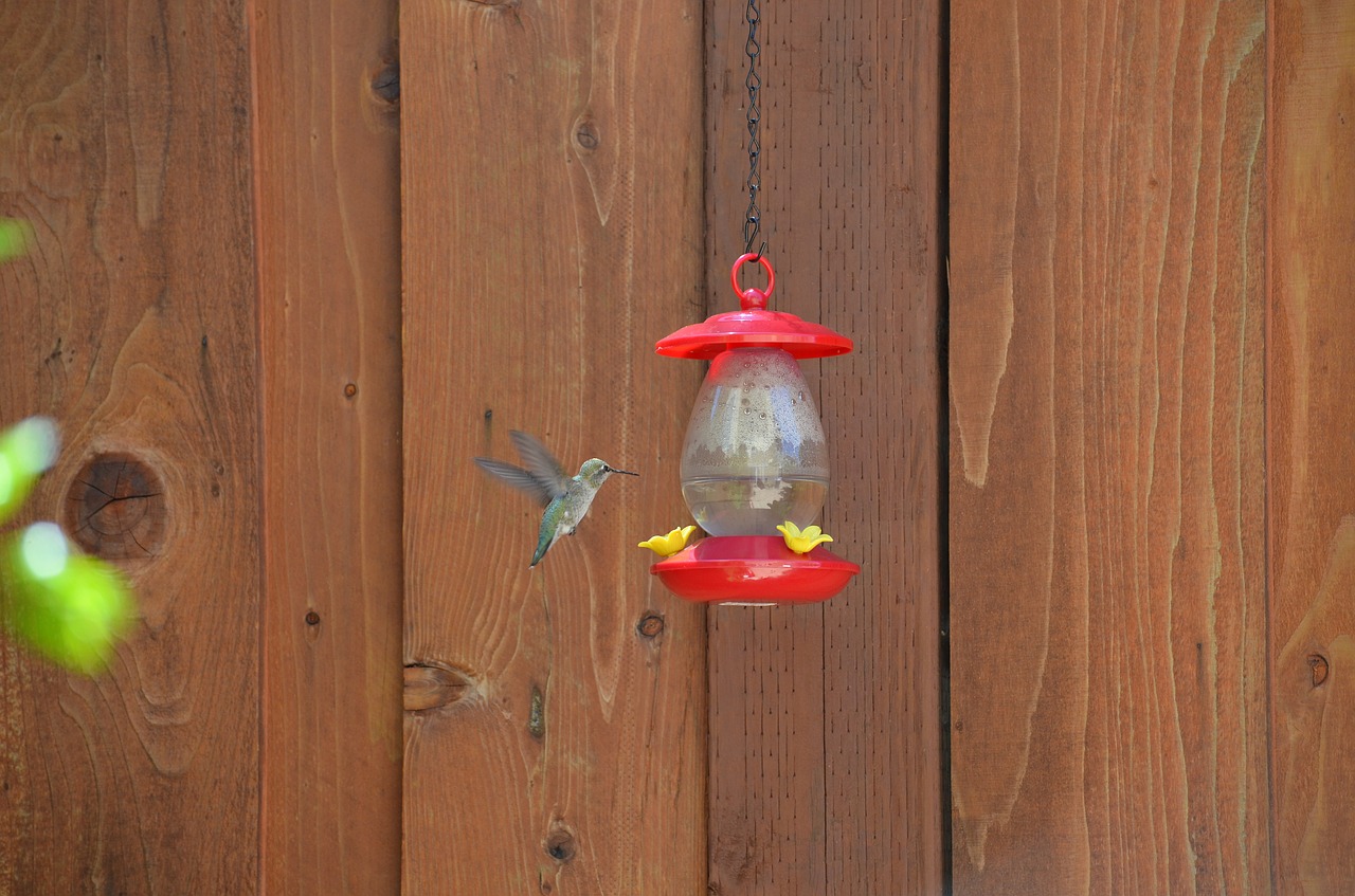 hummingbird feeder  bird  nature free photo