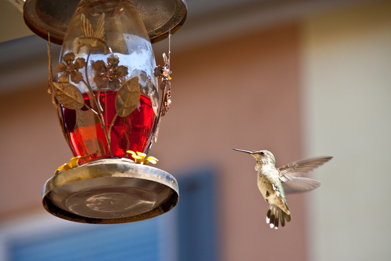 hummingbird feeding chula vista ca free photo