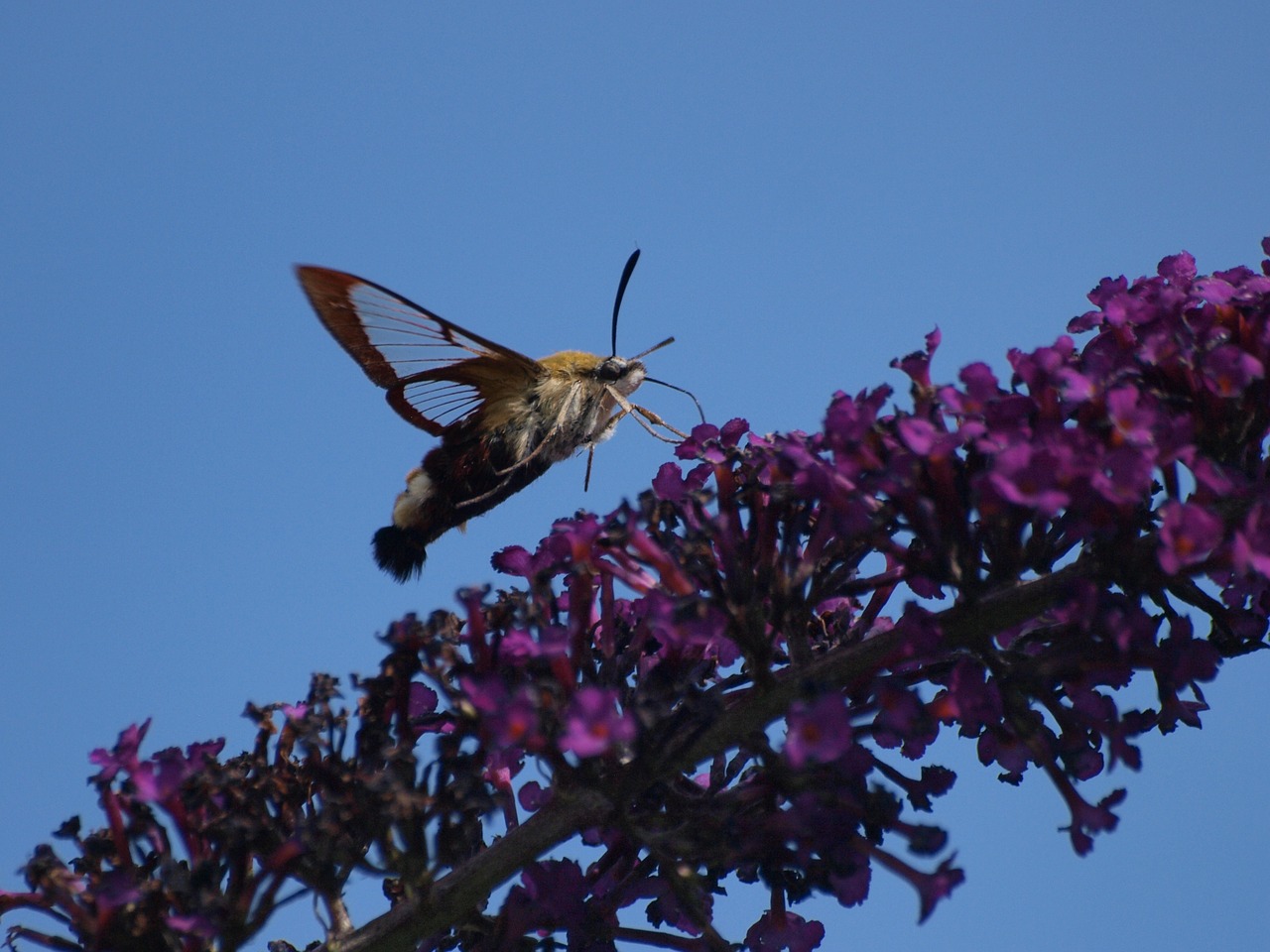 hummingbird hawk moth butterfly insect free photo