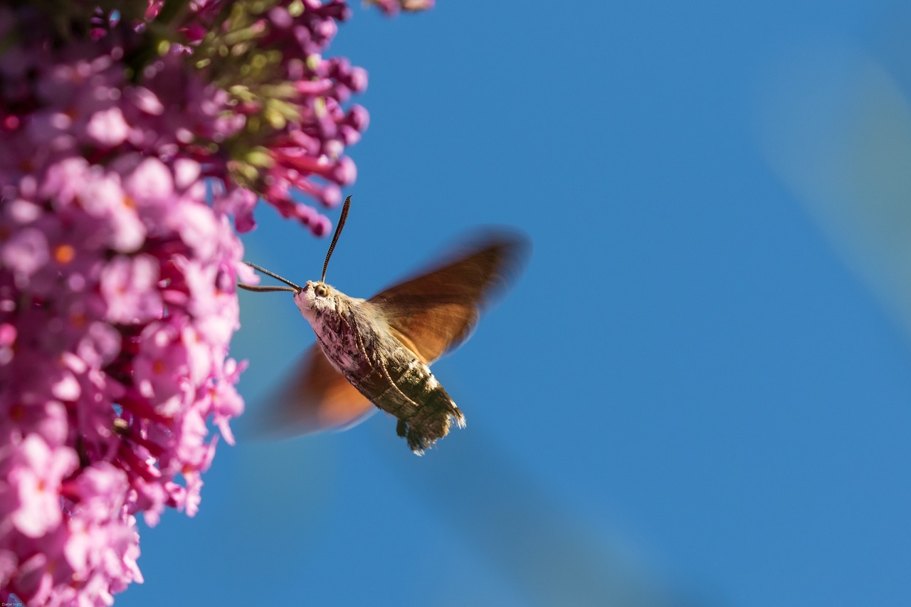 hummingbird hawk moth insect wing free photo