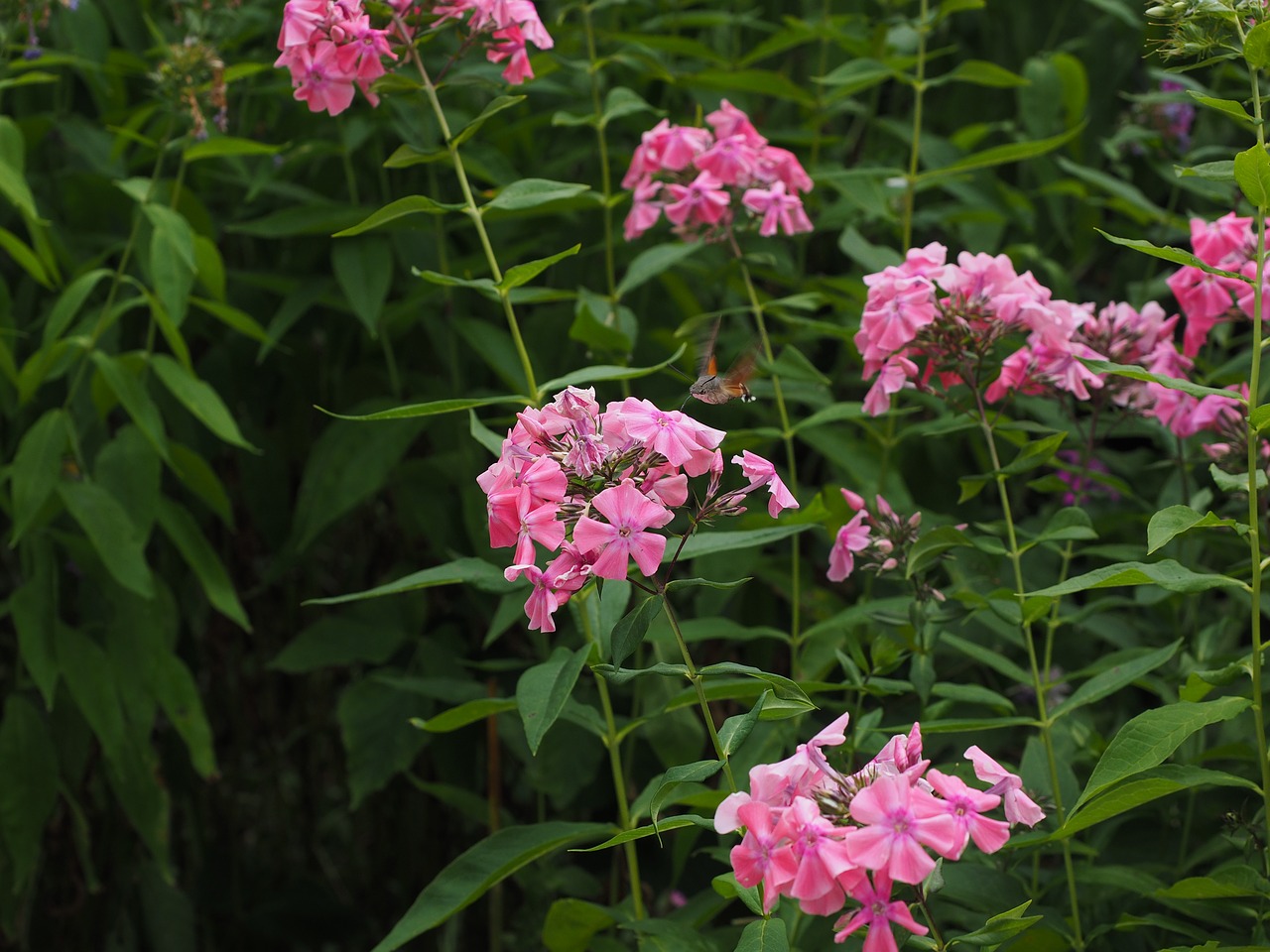 hummingbird hawk moth macroglossum stellatarum dove tail free photo