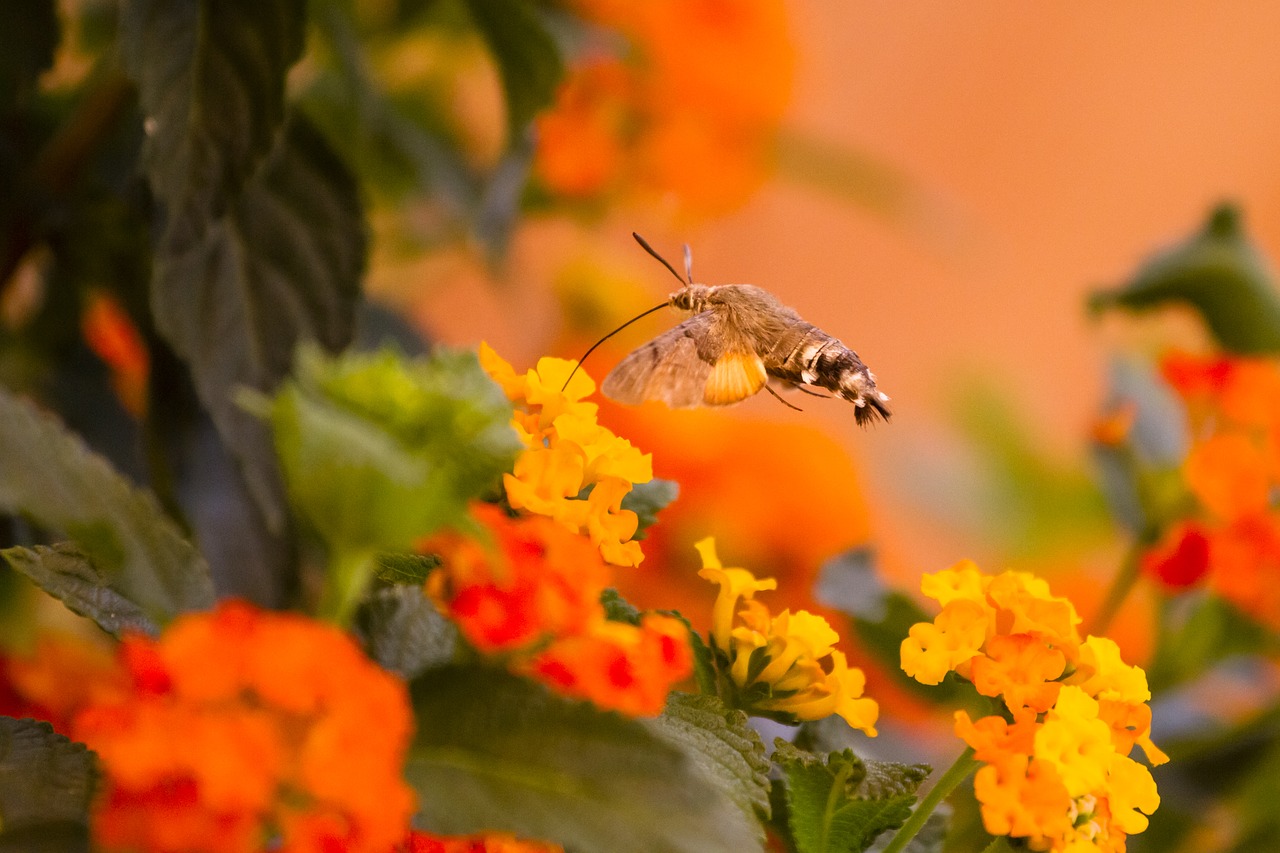 hummingbird hawk moth orange nectar free photo