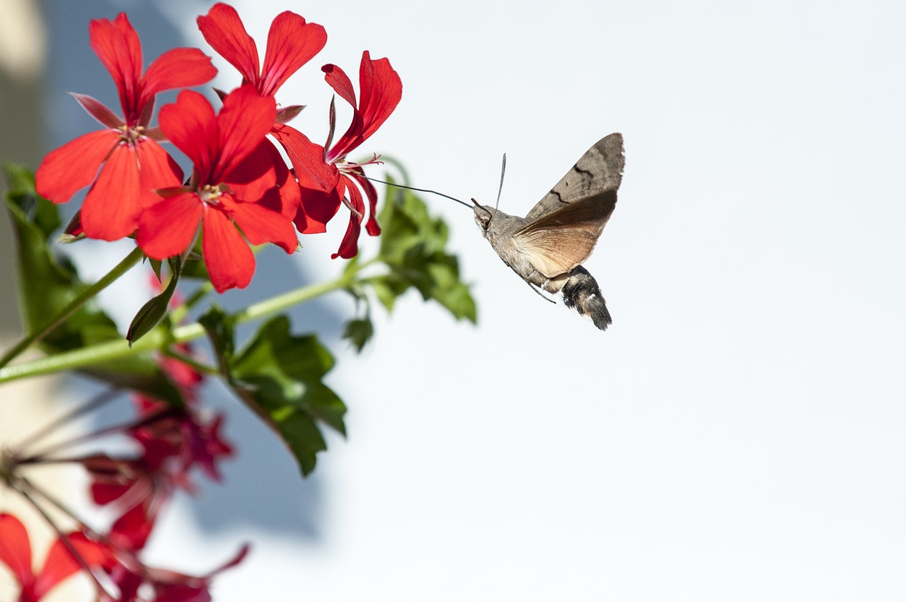 hummingbird hawk moth flower free pictures free photo