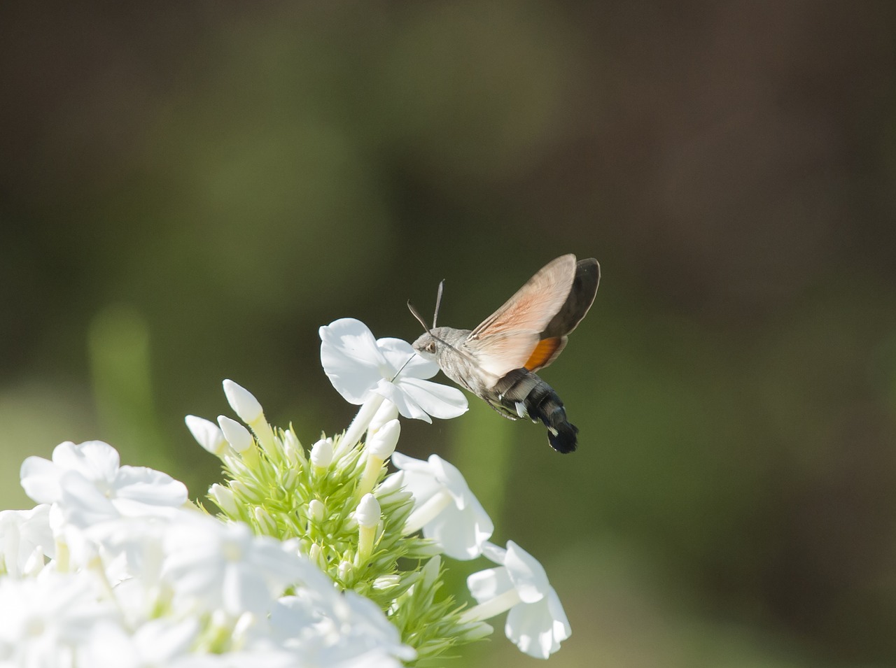 hummingbird hawk moth insect free pictures free photo