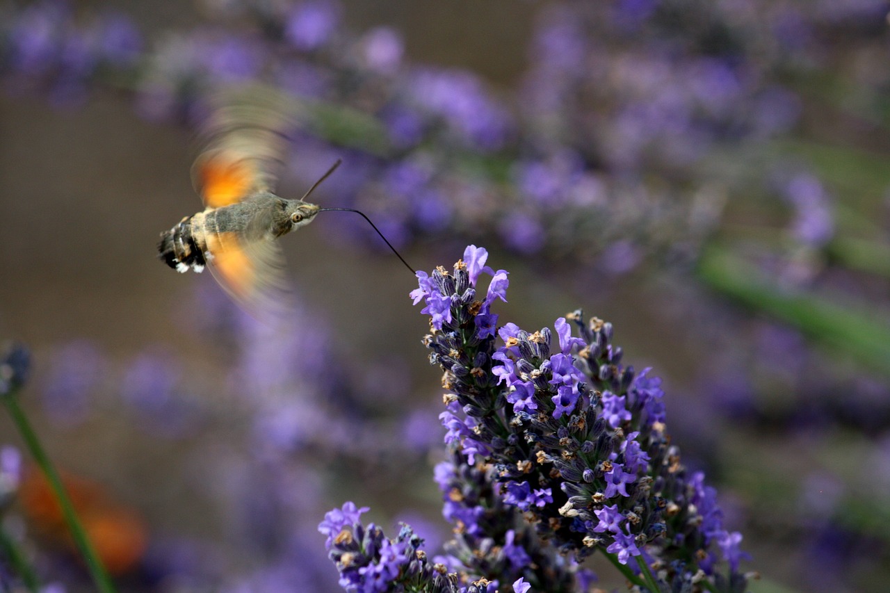 hummingbird hawk moth  lavender  stand-up flight free photo