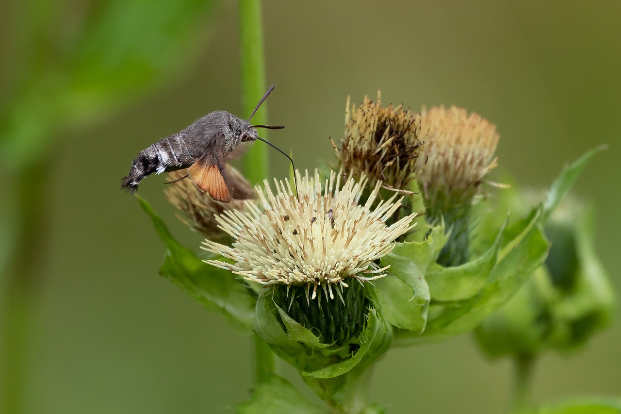 hummingbird hawk moth  carp tail  owls free photo