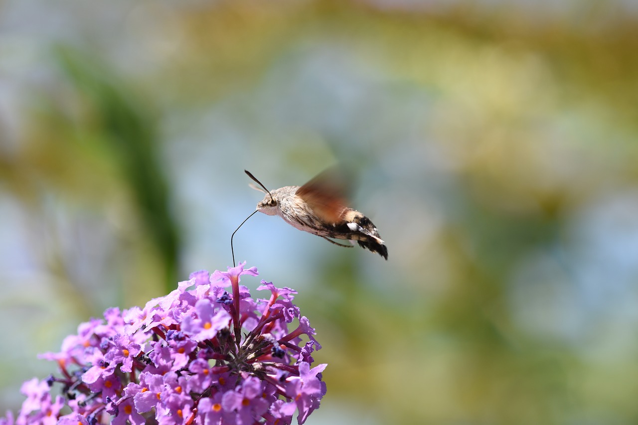 hummingbird hawk moth  insect  moth free photo